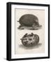 Common Hedgehog Seen from Two Different Angles-J. Pass-Framed Art Print