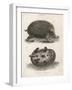 Common Hedgehog Seen from Two Different Angles-J. Pass-Framed Art Print