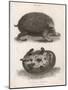 Common Hedgehog Seen from Two Different Angles-J. Pass-Mounted Art Print