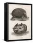 Common Hedgehog Seen from Two Different Angles-J. Pass-Framed Stretched Canvas