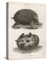 Common Hedgehog Seen from Two Different Angles-J. Pass-Stretched Canvas