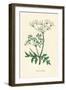 'Common Hemlock', c1891, (1891)-Anne Pratt-Framed Giclee Print