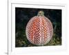 Common hermit crab and Common sea urchin, Scotland-Alex Mustard-Framed Photographic Print