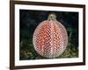 Common hermit crab and Common sea urchin, Scotland-Alex Mustard-Framed Photographic Print