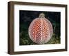 Common hermit crab and Common sea urchin, Scotland-Alex Mustard-Framed Photographic Print