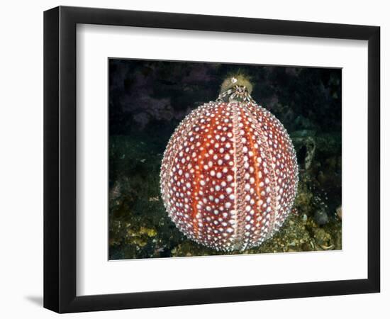 Common hermit crab and Common sea urchin, Scotland-Alex Mustard-Framed Photographic Print