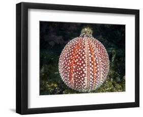 Common hermit crab and Common sea urchin, Scotland-Alex Mustard-Framed Photographic Print