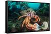 Common hermit crab feeding on a Flame shell, Scotland-Alex Mustard-Framed Stretched Canvas