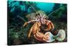 Common hermit crab feeding on a Flame shell, Scotland-Alex Mustard-Stretched Canvas