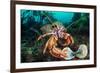 Common hermit crab feeding on a Flame shell, Scotland-Alex Mustard-Framed Photographic Print