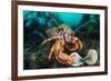 Common hermit crab feeding on a Flame shell, Scotland-Alex Mustard-Framed Photographic Print