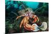 Common hermit crab feeding on a Flame shell, Scotland-Alex Mustard-Mounted Photographic Print