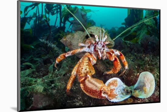 Common hermit crab feeding on a Flame shell, Scotland-Alex Mustard-Mounted Photographic Print