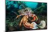 Common hermit crab feeding on a Flame shell, Scotland-Alex Mustard-Mounted Photographic Print