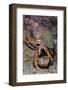 Common Hermit Crabs (Pagurus Bernhardus) Male Carrying Female Until She Leaves Shell and They Mate-Lundgren-Framed Photographic Print