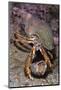 Common Hermit Crabs (Pagurus Bernhardus) Male Carrying Female Until She Leaves Shell and They Mate-Lundgren-Mounted Photographic Print