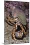 Common Hermit Crabs (Pagurus Bernhardus) Male Carrying Female Until She Leaves Shell and They Mate-Lundgren-Mounted Photographic Print