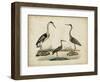 Common Heron and Crested Purple Heron-Friedrich Strack-Framed Art Print