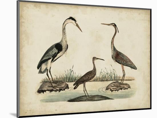 Common Heron and Crested Purple Heron-Friedrich Strack-Mounted Art Print