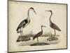 Common Heron and Crested Purple Heron-Friedrich Strack-Mounted Art Print
