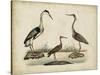 Common Heron and Crested Purple Heron-Friedrich Strack-Stretched Canvas