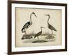 Common Heron and Crested Purple Heron-Friedrich Strack-Framed Art Print