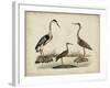 Common Heron and Crested Purple Heron-Friedrich Strack-Framed Art Print