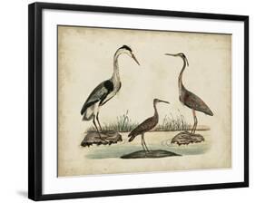 Common Heron and Crested Purple Heron-Friedrich Strack-Framed Art Print