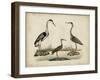 Common Heron and Crested Purple Heron-Friedrich Strack-Framed Art Print