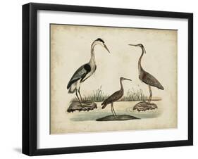 Common Heron and Crested Purple Heron-Friedrich Strack-Framed Art Print