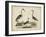 Common Heron and Crested Purple Heron-Friedrich Strack-Framed Art Print