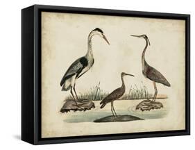 Common Heron and Crested Purple Heron-Friedrich Strack-Framed Stretched Canvas