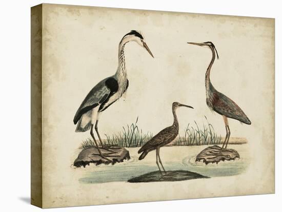 Common Heron and Crested Purple Heron-Friedrich Strack-Stretched Canvas
