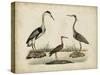 Common Heron and Crested Purple Heron-Friedrich Strack-Stretched Canvas