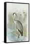 Common Heron-null-Framed Stretched Canvas