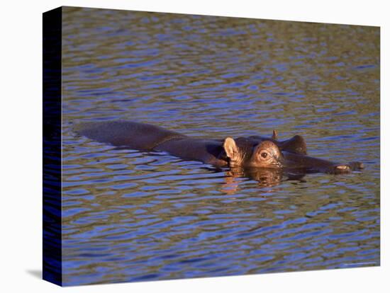 Common Hippopotamus (Hippopotamus Amphibius), Kruger National Park, South Africa, Africa-Steve & Ann Toon-Stretched Canvas