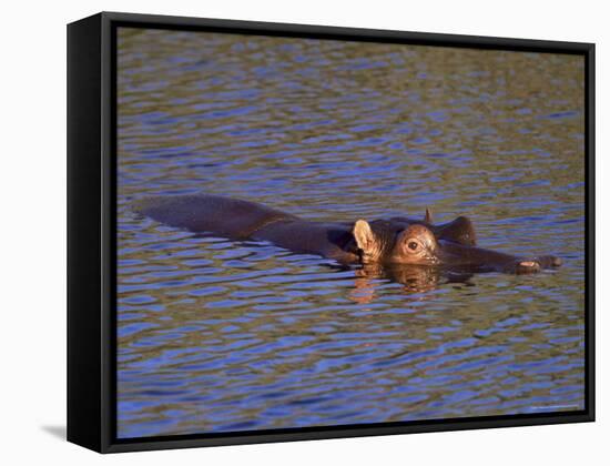 Common Hippopotamus (Hippopotamus Amphibius), Kruger National Park, South Africa, Africa-Steve & Ann Toon-Framed Stretched Canvas