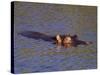 Common Hippopotamus (Hippopotamus Amphibius), Kruger National Park, South Africa, Africa-Steve & Ann Toon-Stretched Canvas