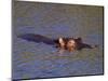 Common Hippopotamus (Hippopotamus Amphibius), Kruger National Park, South Africa, Africa-Steve & Ann Toon-Mounted Photographic Print