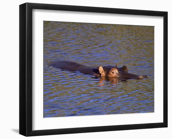 Common Hippopotamus (Hippopotamus Amphibius), Kruger National Park, South Africa, Africa-Steve & Ann Toon-Framed Photographic Print