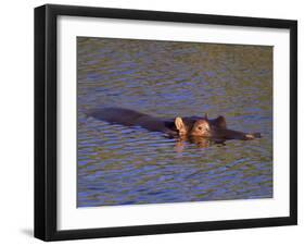 Common Hippopotamus (Hippopotamus Amphibius), Kruger National Park, South Africa, Africa-Steve & Ann Toon-Framed Photographic Print