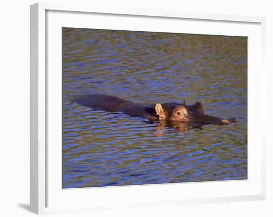 Common Hippopotamus (Hippopotamus Amphibius), Kruger National Park, South Africa, Africa-Steve & Ann Toon-Framed Photographic Print