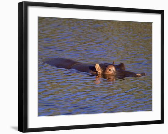 Common Hippopotamus (Hippopotamus Amphibius), Kruger National Park, South Africa, Africa-Steve & Ann Toon-Framed Photographic Print