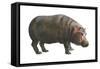 Common Hippopotamus (Hippopotamus Amphibius), Mammals-Encyclopaedia Britannica-Framed Stretched Canvas