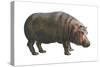 Common Hippopotamus (Hippopotamus Amphibius), Mammals-Encyclopaedia Britannica-Stretched Canvas