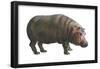 Common Hippopotamus (Hippopotamus Amphibius), Mammals-Encyclopaedia Britannica-Framed Poster