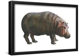 Common Hippopotamus (Hippopotamus Amphibius), Mammals-Encyclopaedia Britannica-Framed Poster