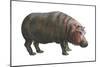 Common Hippopotamus (Hippopotamus Amphibius), Mammals-Encyclopaedia Britannica-Mounted Poster