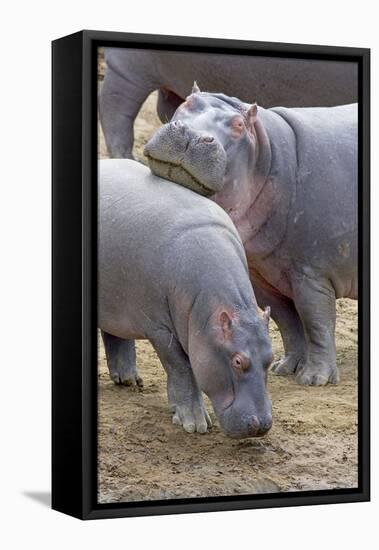 Common Hippopotamus Maasai Mara Reserve-null-Framed Stretched Canvas