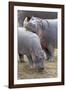 Common Hippopotamus Maasai Mara Reserve-null-Framed Photographic Print